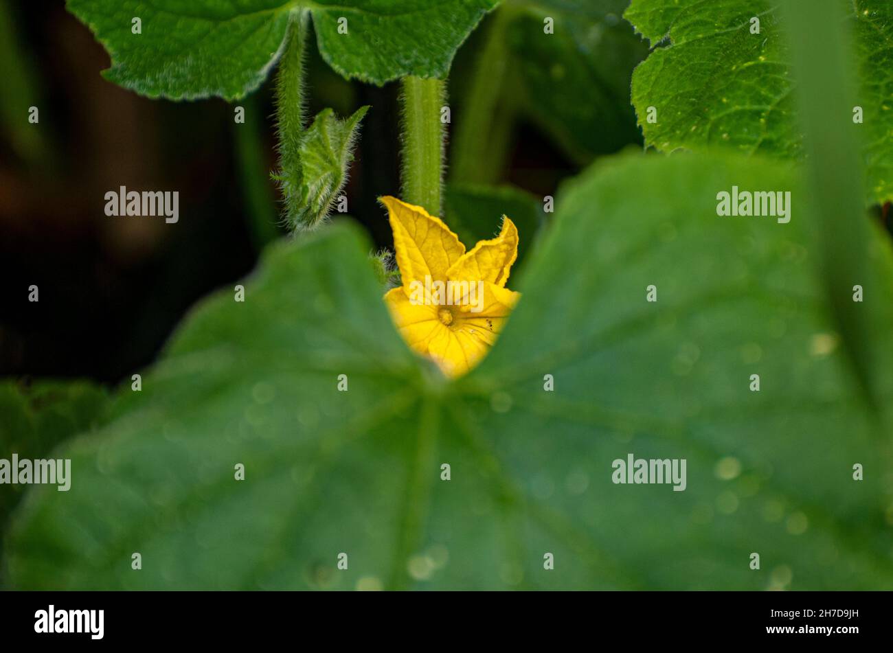 Gelbe Gurken Blume in einem städtischen Gemüsegarten Stockfoto
