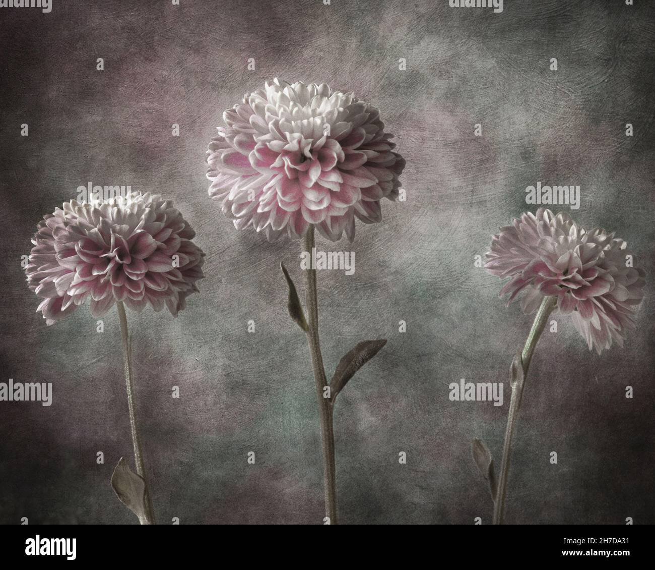 Fine Art Bild von einem drei rosa und weißen Chrysantheme Blumen auf einem strukturierten Hintergrund Stockfoto