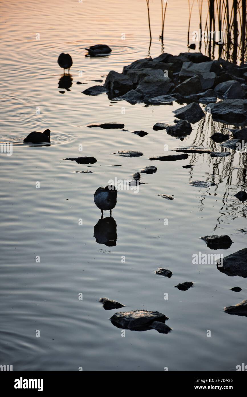 Frühe Birdies in einem See während des Sonnenaufgangs in Stockholm Schweden. Hochwertige Fotos Stockfoto