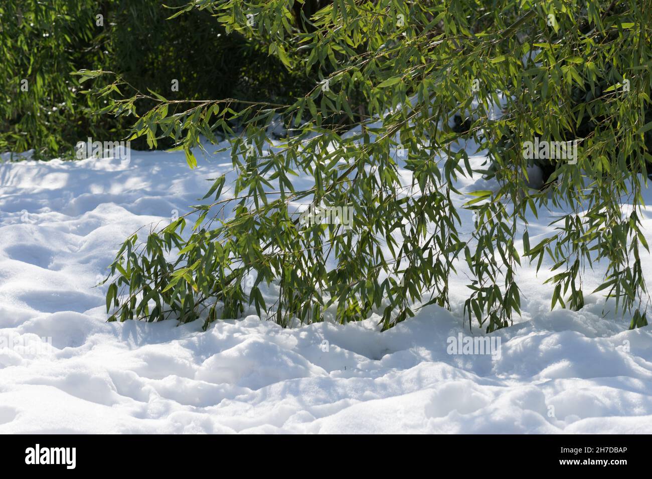 Äste verbeugten Bambus, der an einem sonnigen Tag auf dem weißen Schnee lag Stockfoto