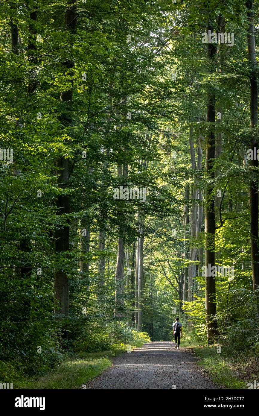 Ein junger Mann, der auf einer Waldstraße läuft Stockfoto