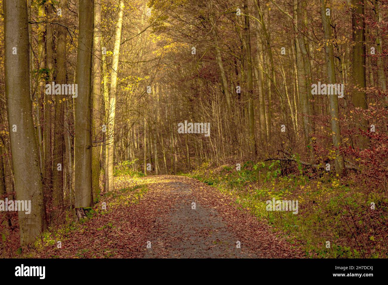 Eine Landstraße durch einen deutschen Wald Stockfoto