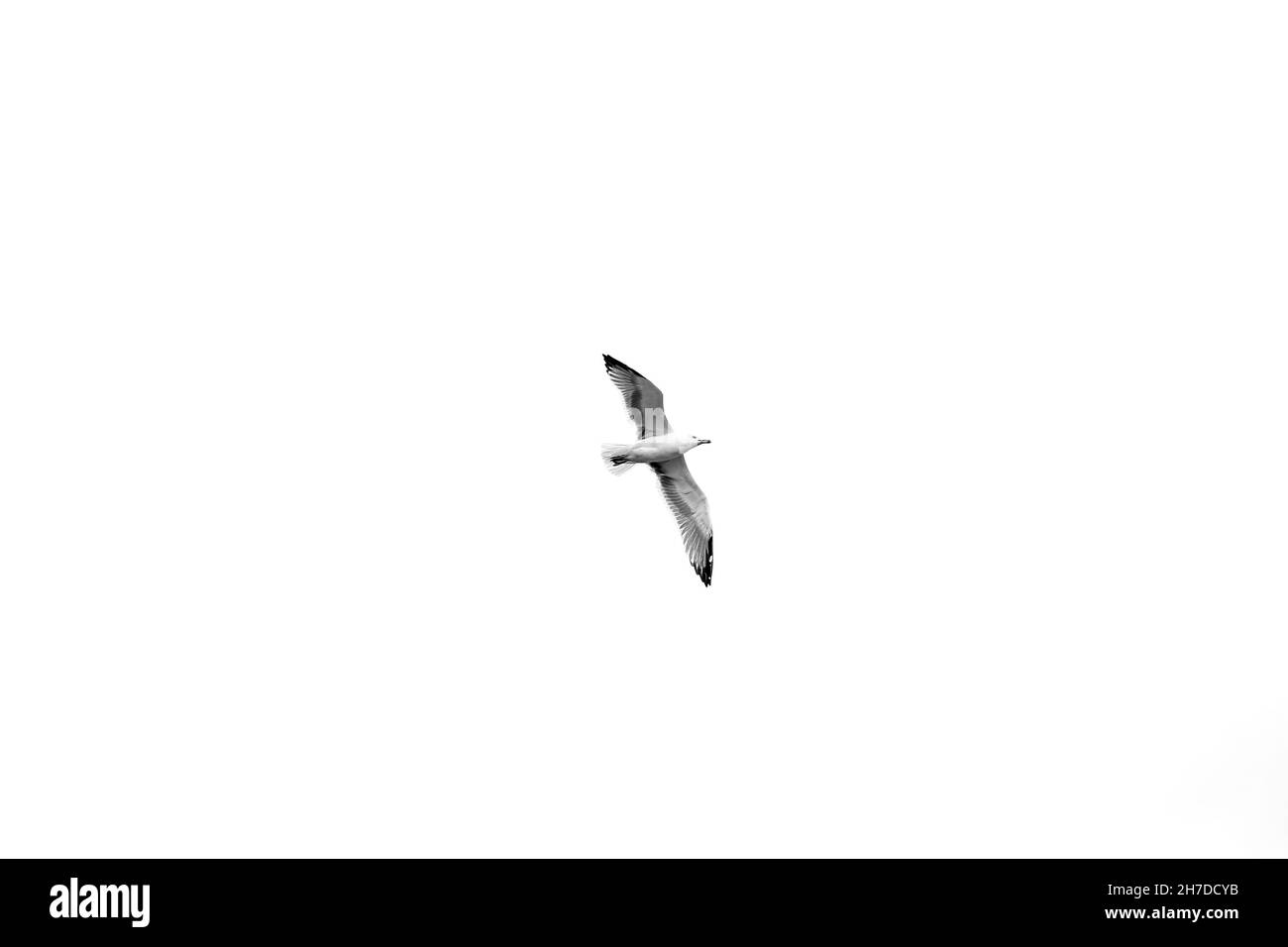 Graustufenaufnahme einer Möwe, die bei Tageslicht unter dem Himmel fliegt Stockfoto