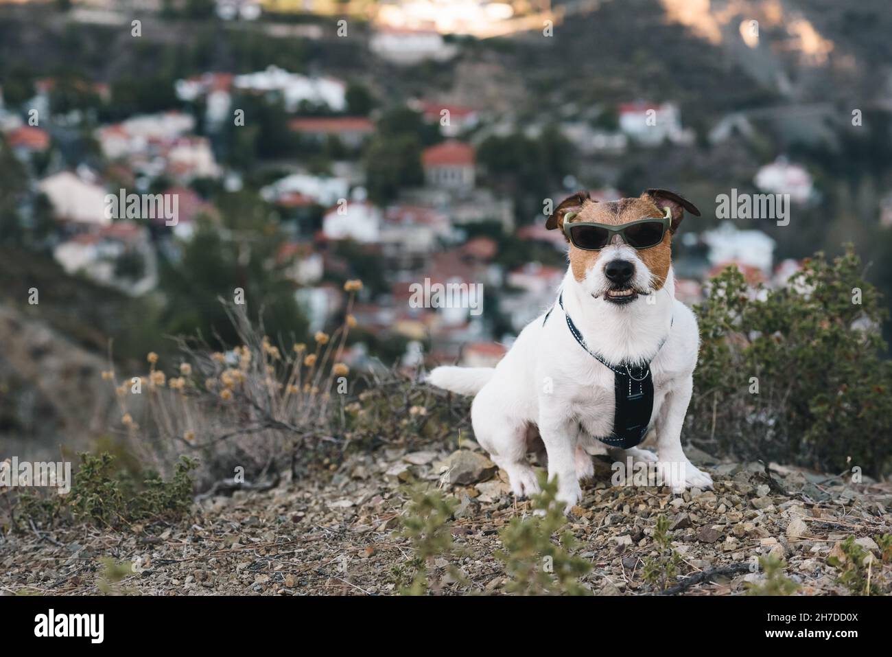 Hund mit feinem Gesicht, der eine Sonnenbrille trägt und wie ein Bandit aussieht. Hundeknarren und Bellen bewachen sein Territorium. Stockfoto