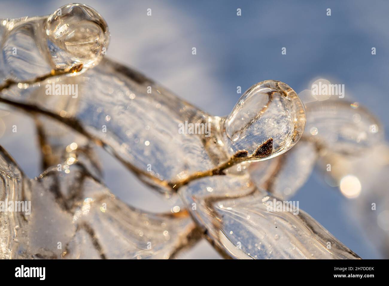 Natürlicher Hintergrund mit Eiskristallen auf Pflanzen nach einem eisigen Regen. Stockfoto