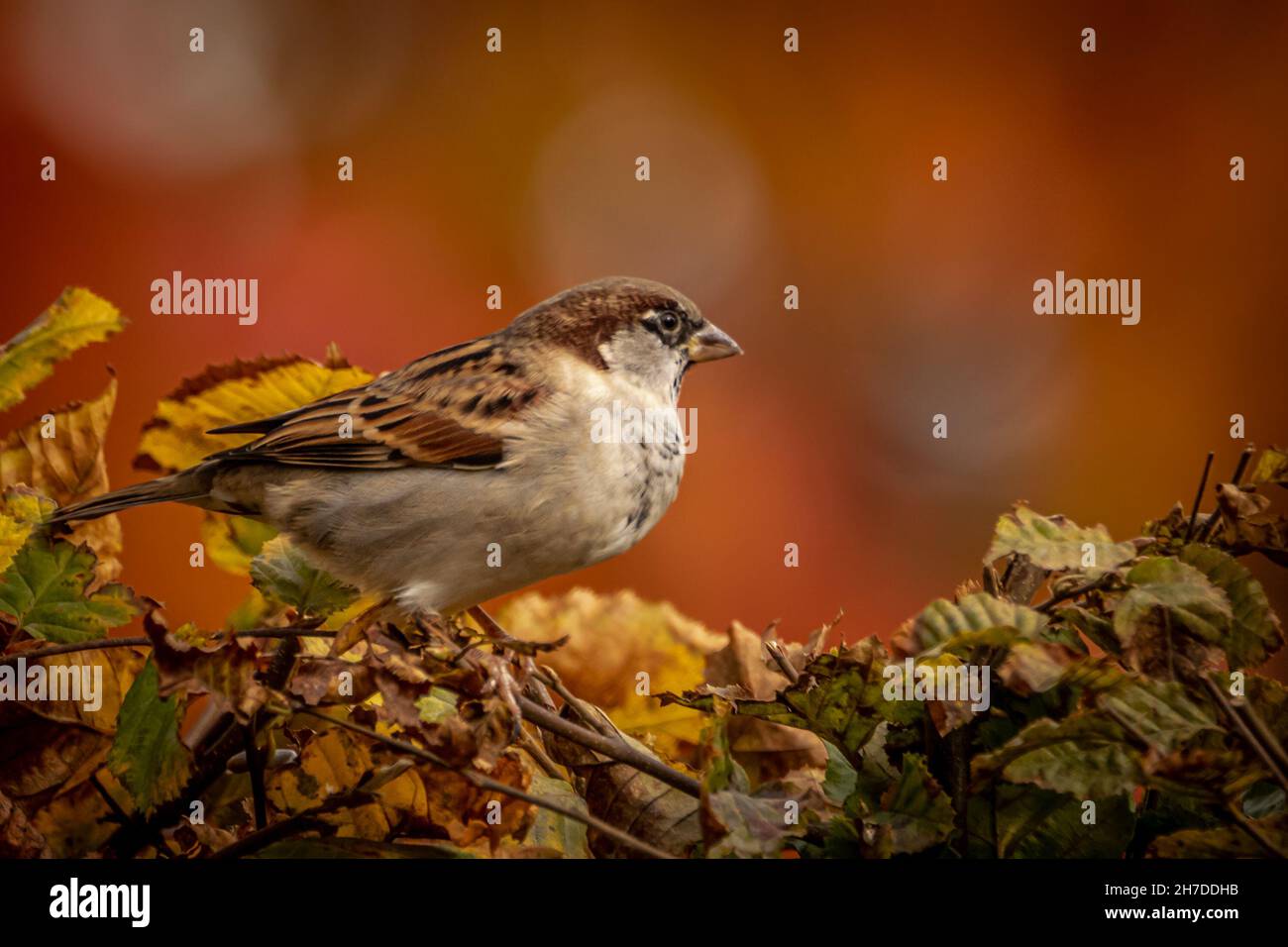 Nahaufnahme eines Sperling Stockfoto