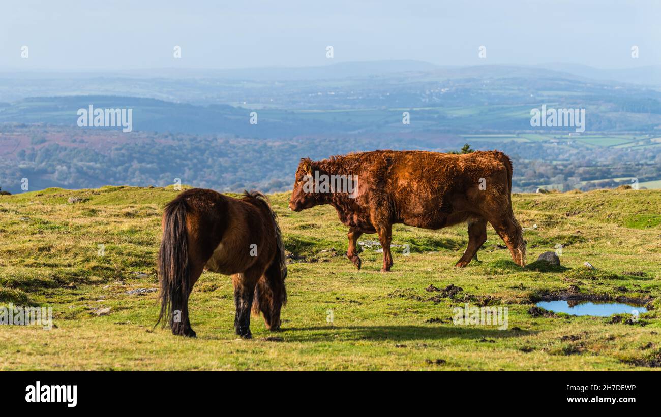 Wildkühe über Sharpitor in Herbstfarben, Dartmoor-Nationalpark, Devon, England, Europa Stockfoto