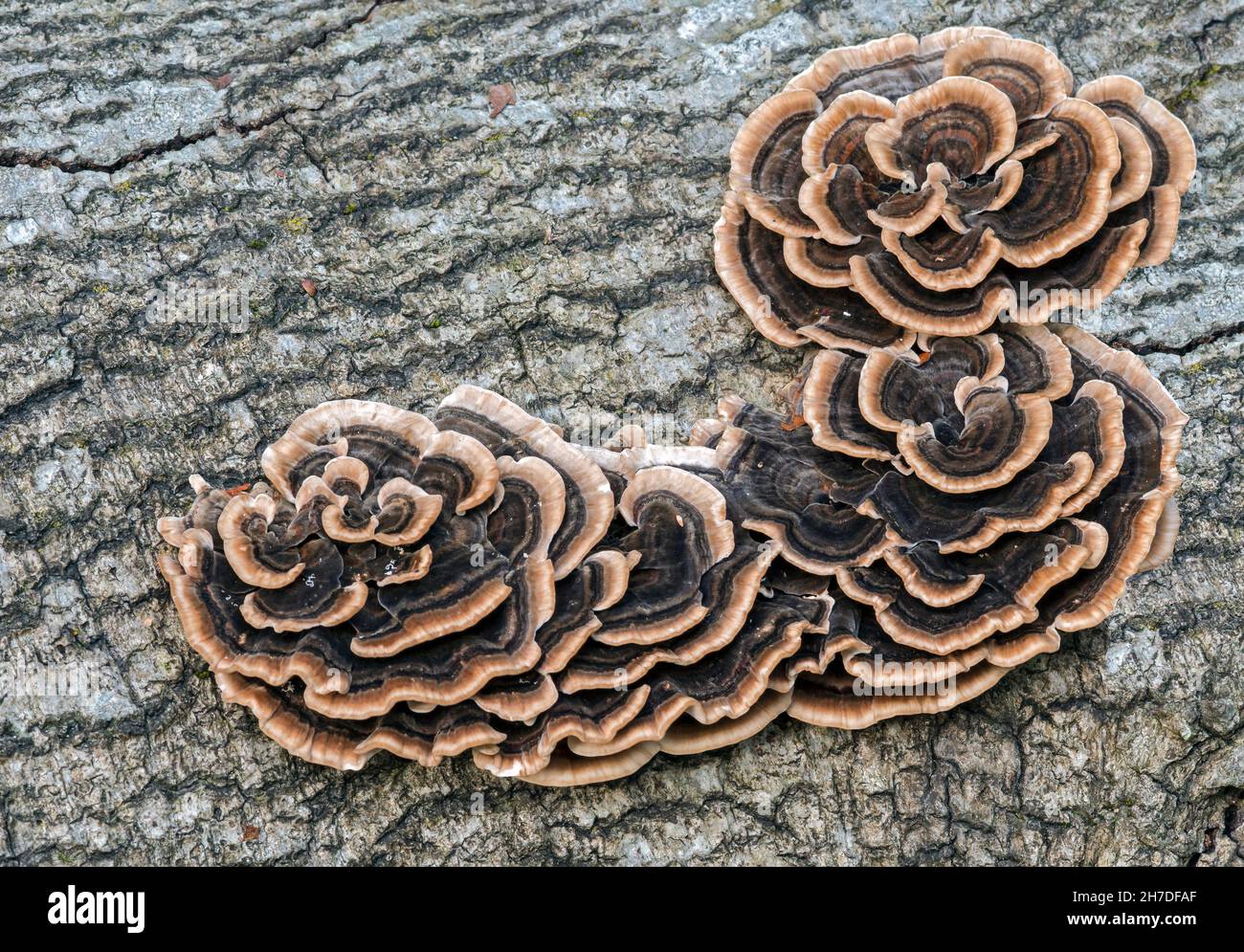 Trametes versicolor (Turkey Tail), früher bekannt als die Vielzonen-Polypore. Stockfoto