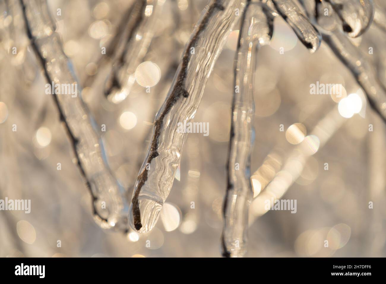 Natürlicher Hintergrund mit Eiskristallen auf Pflanzen nach einem eisigen Regen. Stockfoto