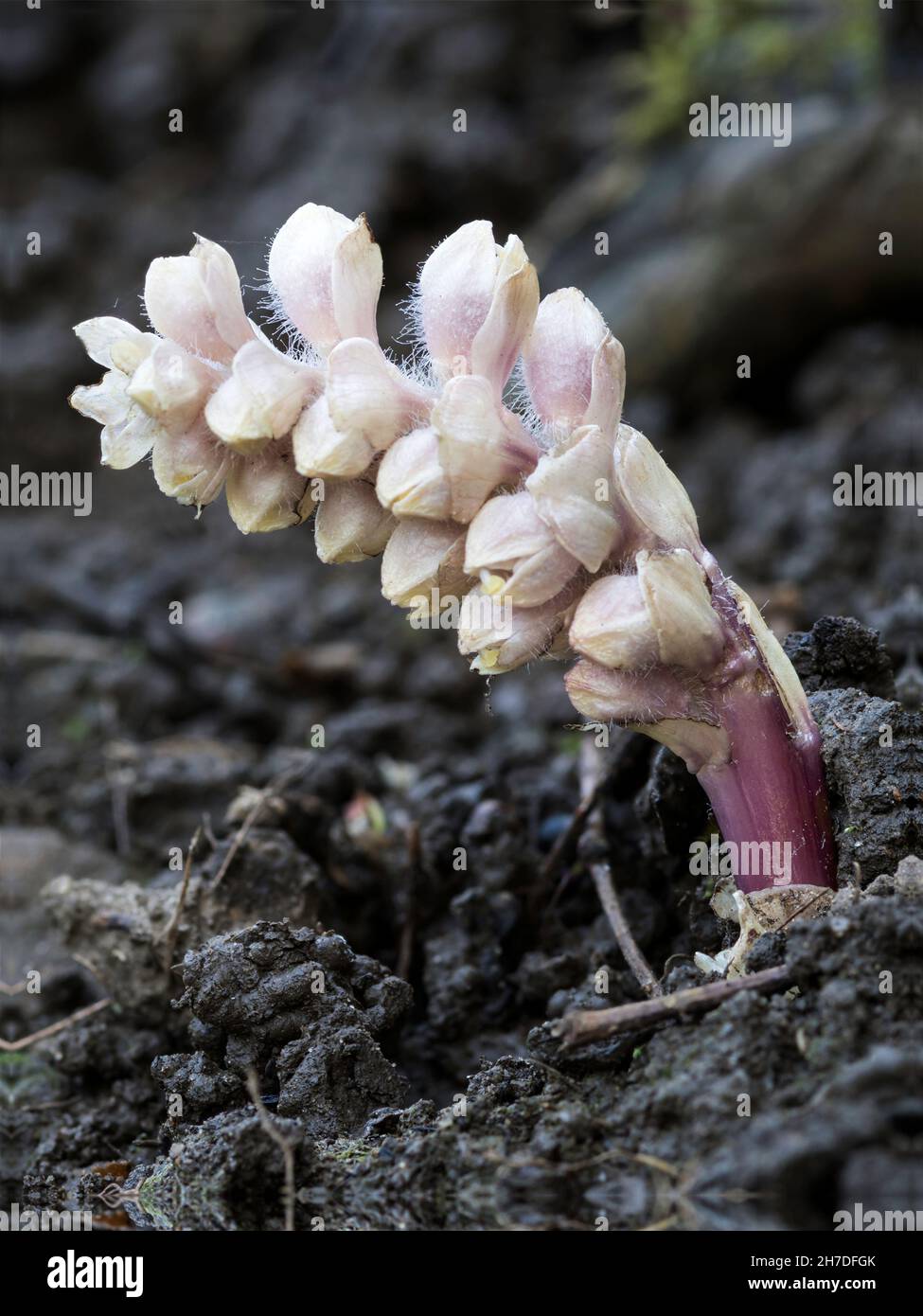 Zahnkraut - Lathraea squamaria Pflanze, die parasitär an Baumwurzeln, oft Hazel Stockfoto