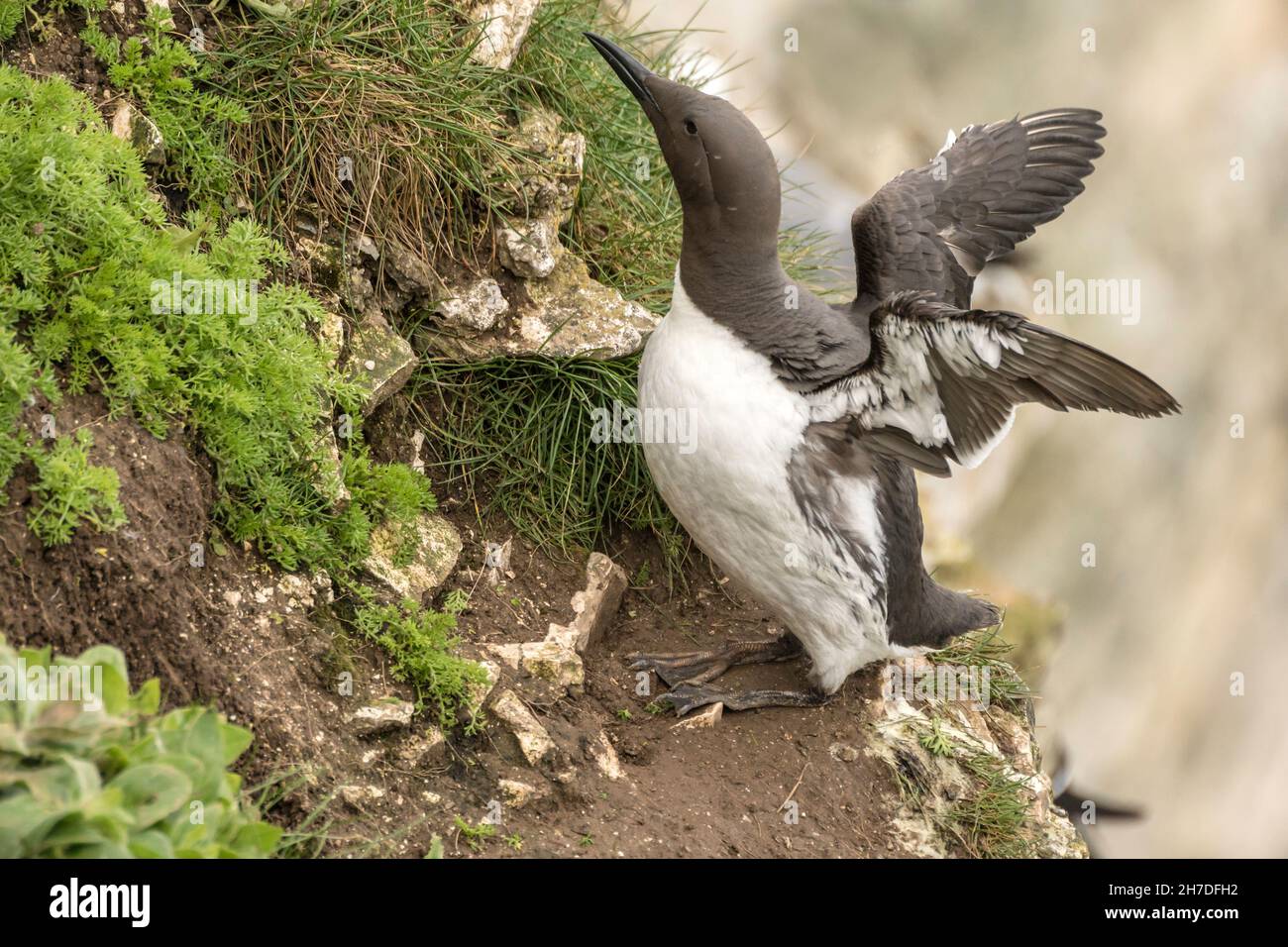 Die Guillemot (Gemeine Murre) eine Seevögelfamilie, die im Sommer an Land kommt, um sich zu brüten. Stockfoto
