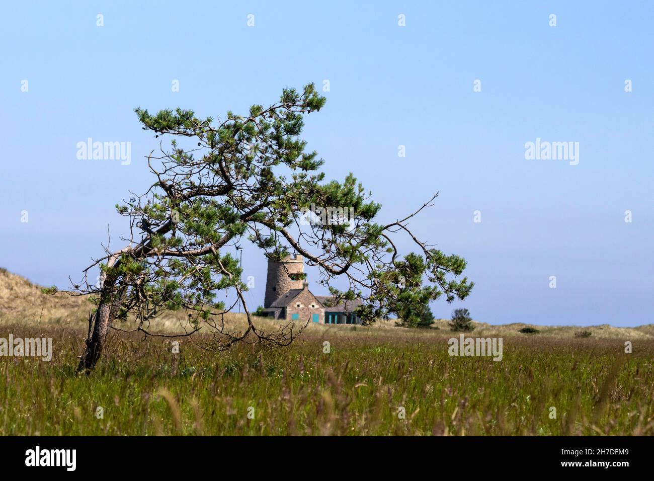Verzerrte Schottenkiefer umrahmt den Snook Tower in Lindisfarne, Northumberland Stockfoto