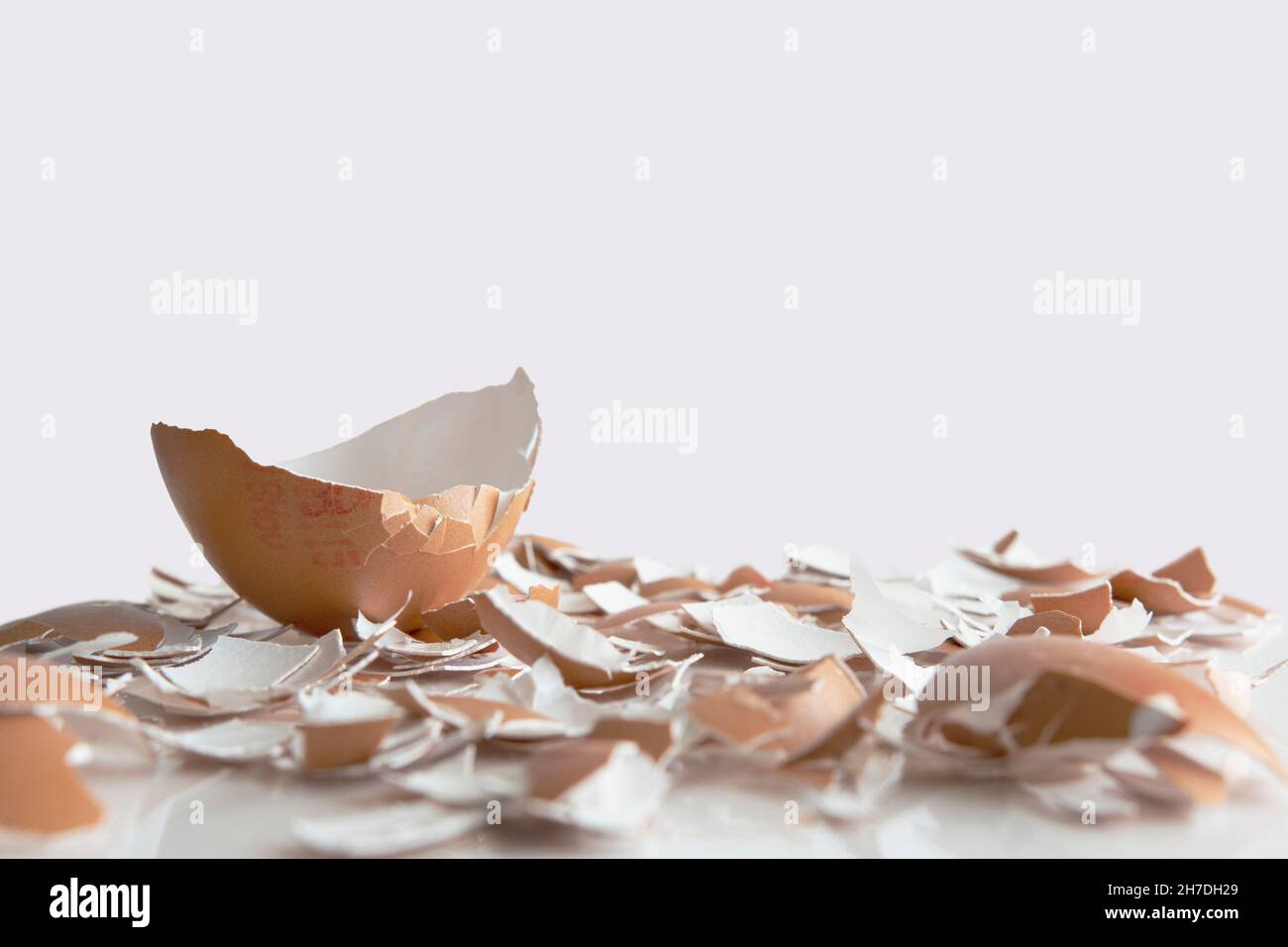 Teil einer Eierschale auf einem Bett aus zerbrochenen Eierschalen mit weißem Hintergrund Stockfoto