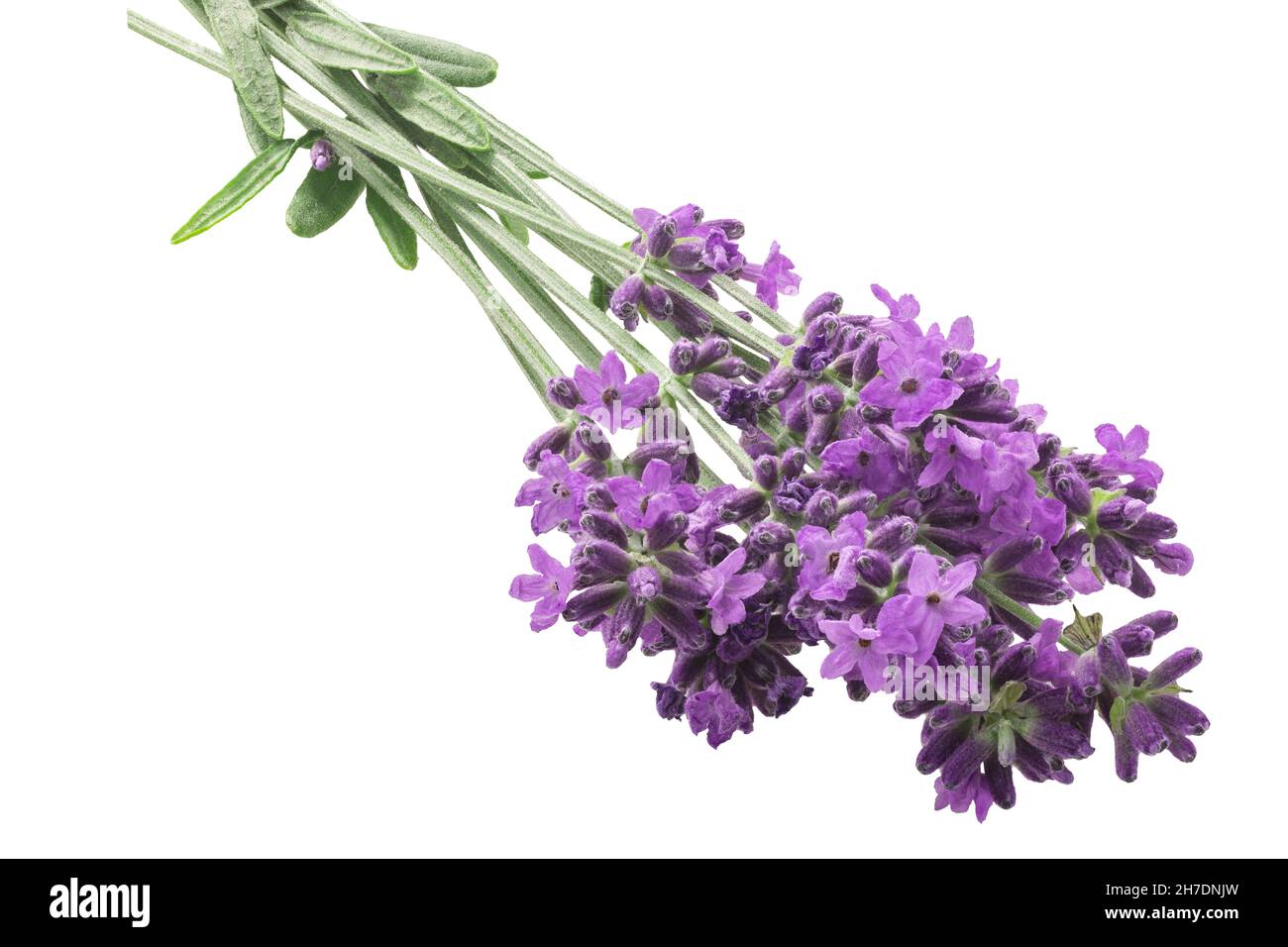 Lavendelbündel (Lavandula spica) blühendes Kraut, isoliert Stockfoto
