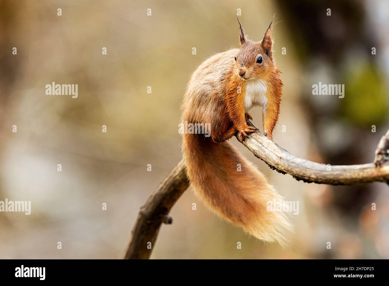 Alert laktierendes weibliches rotes Eichhörnchen (Sciurus vulgaris) im Sommer auf den Hinterbeinen stehend Stockfoto