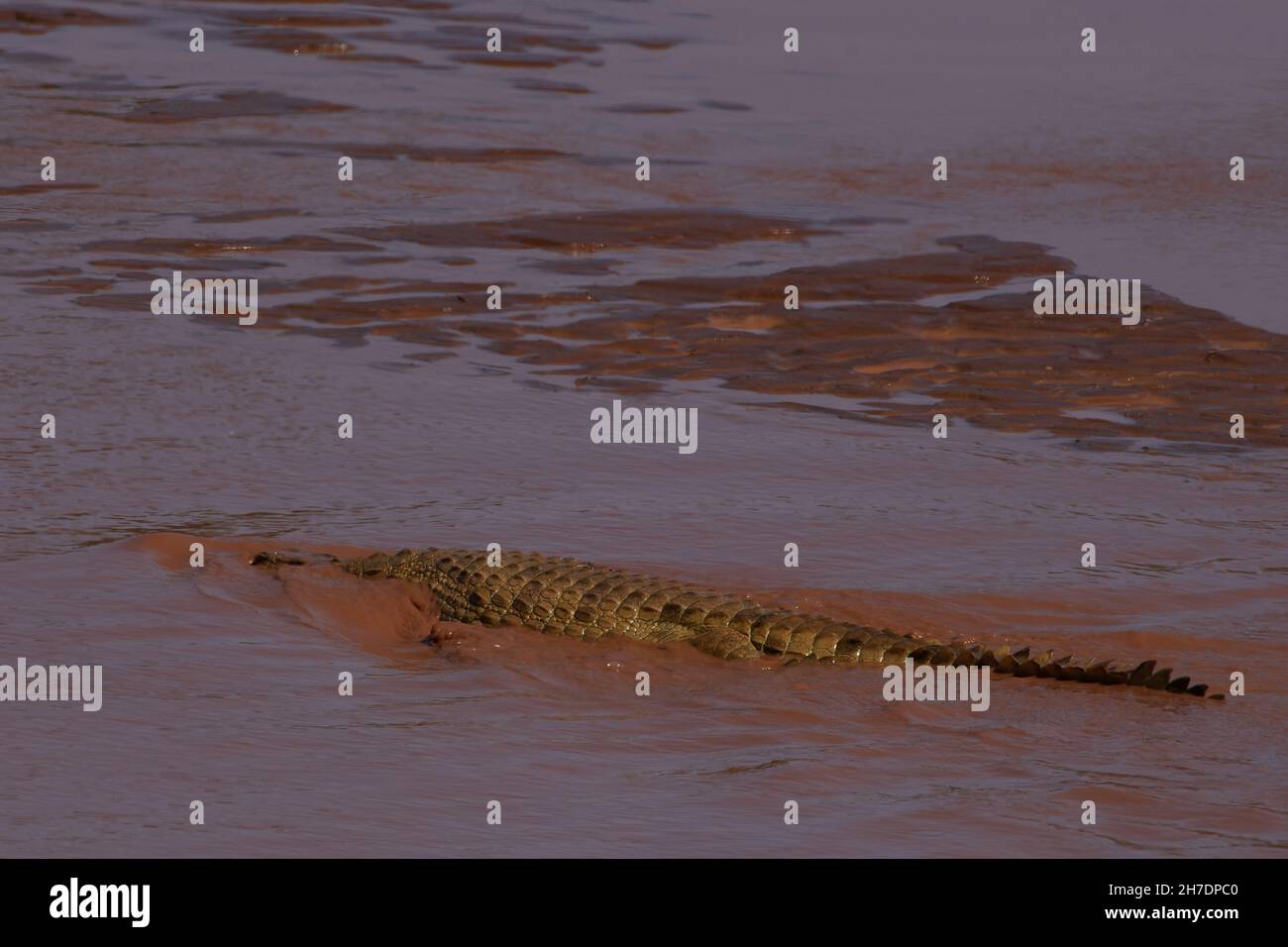 Nilkrokodil, Nilkrokodil, Crocodylus niloticus, Buffalo Springs National Reserve, Ewaso Ng'iro, Kenia, ostafrika Stockfoto