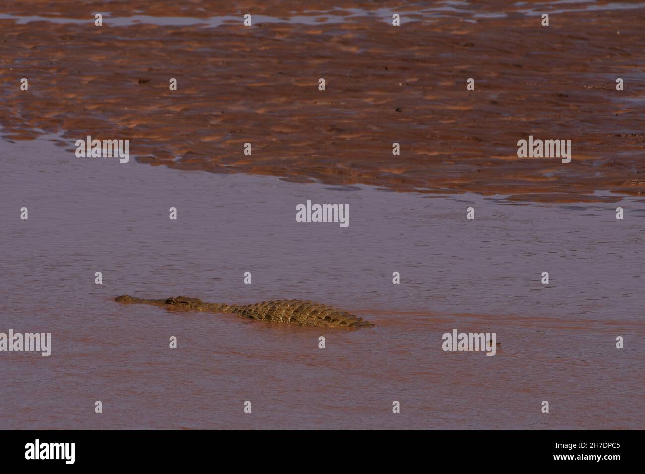 Nilkrokodil, Nilkrokodil, Crocodylus niloticus, Buffalo Springs National Reserve, Ewaso Ng'iro, Kenia, ostafrika Stockfoto