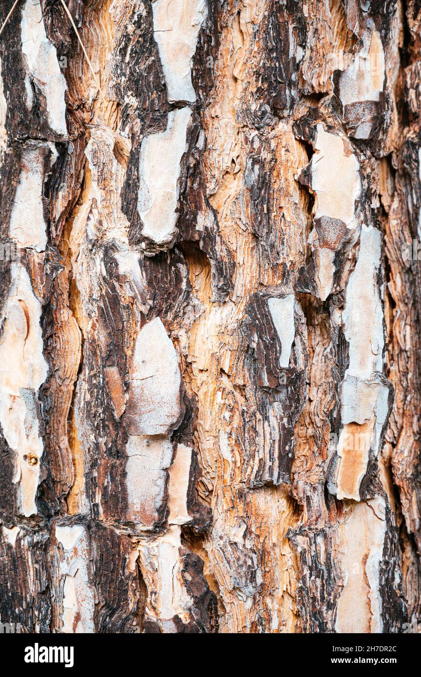 Hintergrund einer Kiefernrinde. Bild einer Baumrindenstruktur Stockfoto