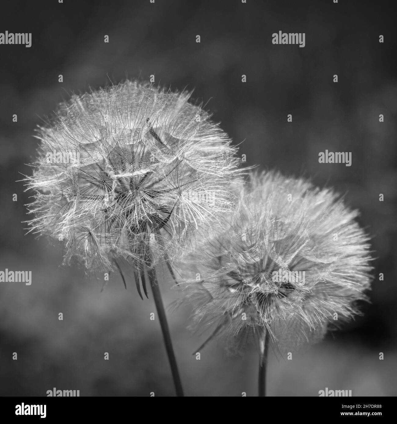 Nahaufnahme des Dandelions Stockfoto