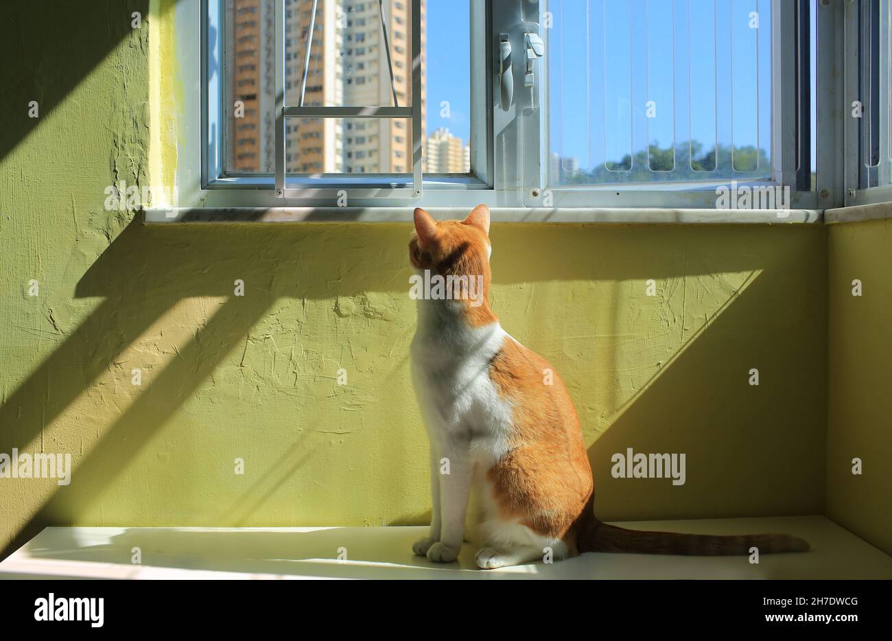 Ginger Katze in der Nähe des Fensters und haben ein Sonnenbad Stockfoto