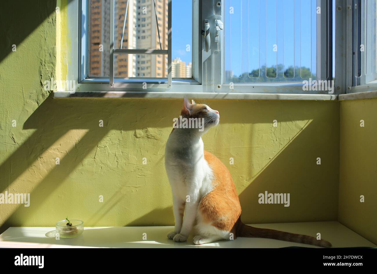 Ginger Katze in der Nähe des Fensters und haben ein Sonnenbad Stockfoto