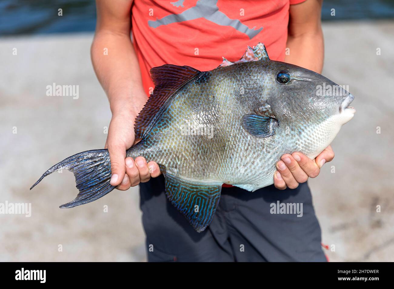 Der Junge hält stolz einen Triggerfisch (Balistidae), den er gerade vom Pier gefangen hat, Ponta Delgada, Flores, Azoren, Portugal, Europa Stockfoto