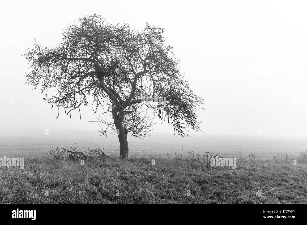 Ein einziger Baum im Nebel Stockfoto
