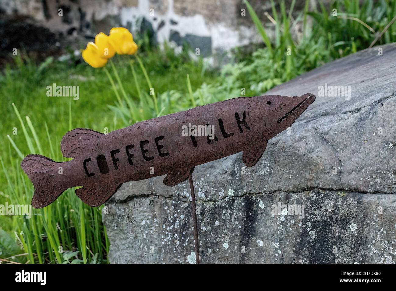 Fisch geformtes Kaffee-Talkschild, das auf das Kaffeehaus mit diesem Namen zeigt. Gelbe Tulpen im Bokeh dahinter. Stockfoto