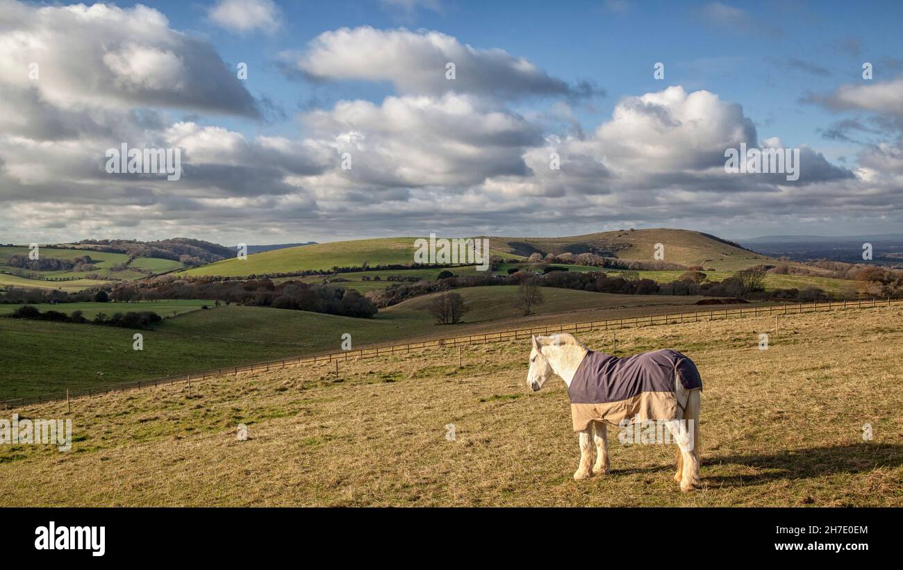 South Downs Horse Stockfoto