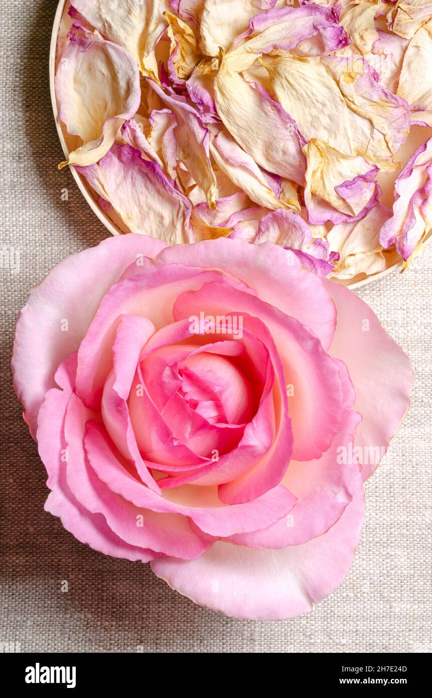 Rosenstillleben mit Blüten und getrockneten Blütenblättern in einem Balsaholzdeckel, über Leinenstoff. Frischer, hellrosa gefärbter Blütenkopf einer Gartenrose. Stockfoto