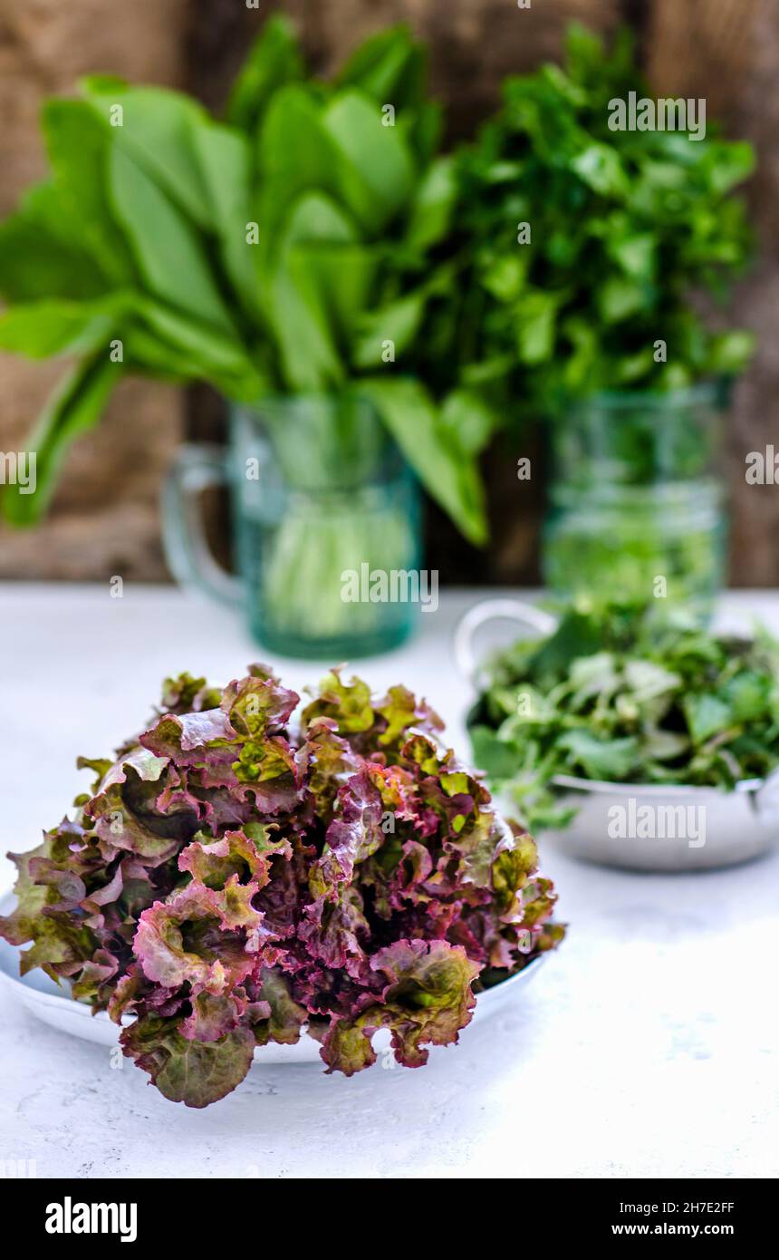 Schalen mit Lollo rosso-Salat Stockfoto