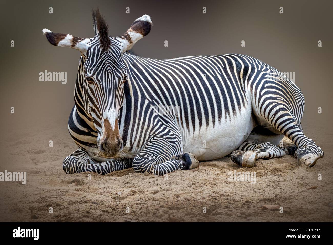 Ein Zebra, das auf dem Sand liegt Stockfoto