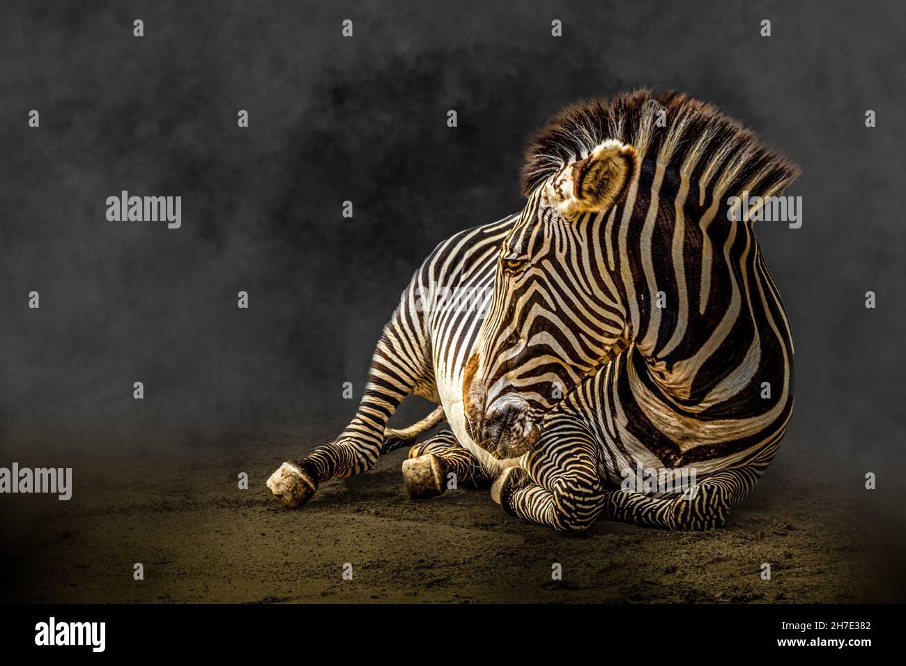 zebra liegt auf dem Boden Stockfoto