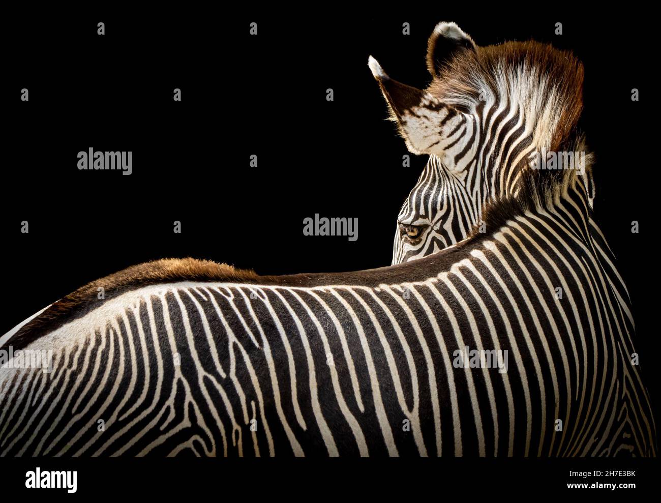 Porträt eines stehenden Zebras Stockfoto