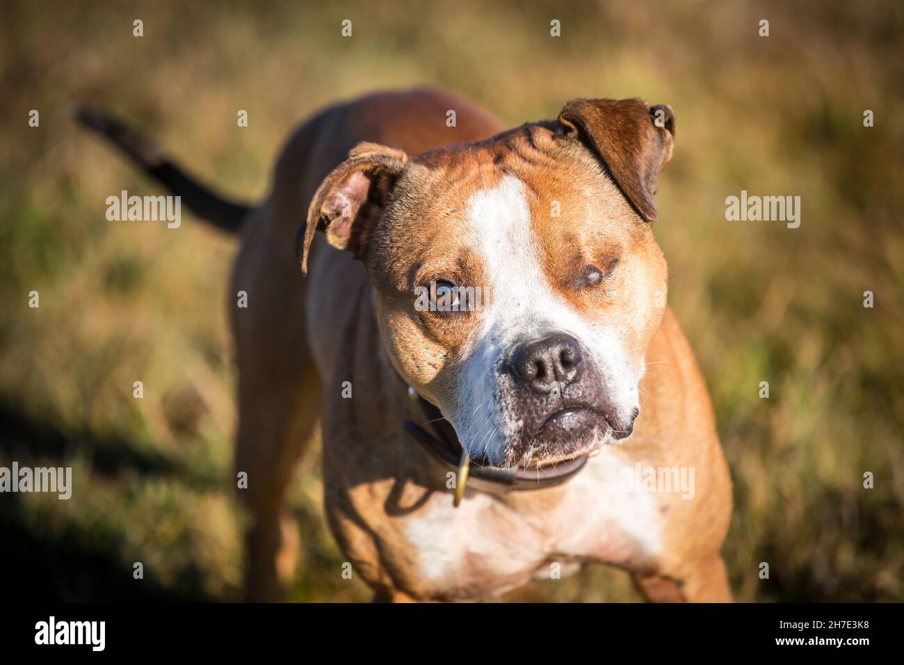 FIT und gesund Bulldog Stockfoto