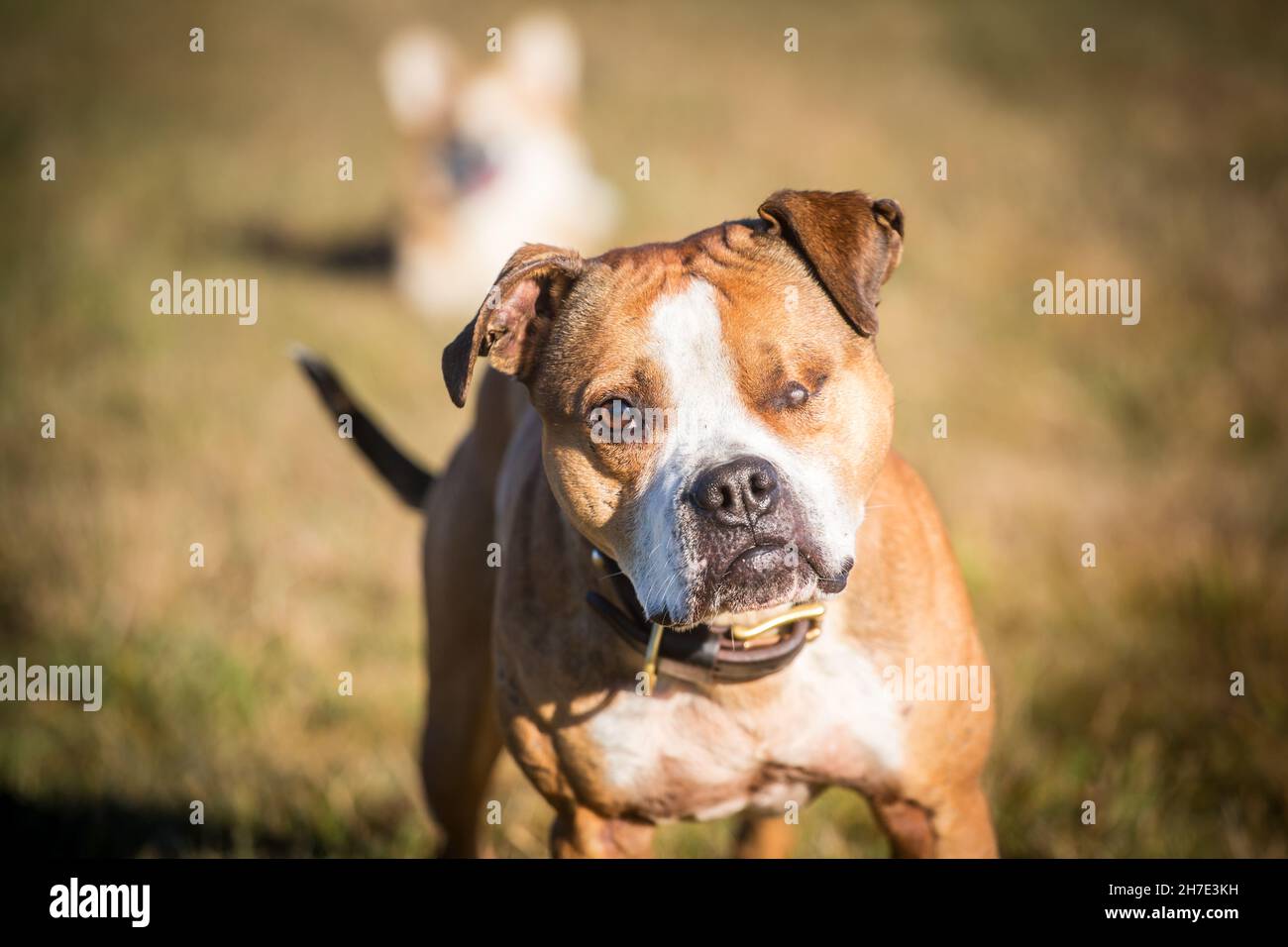 FIT und gesund Bulldog Stockfoto