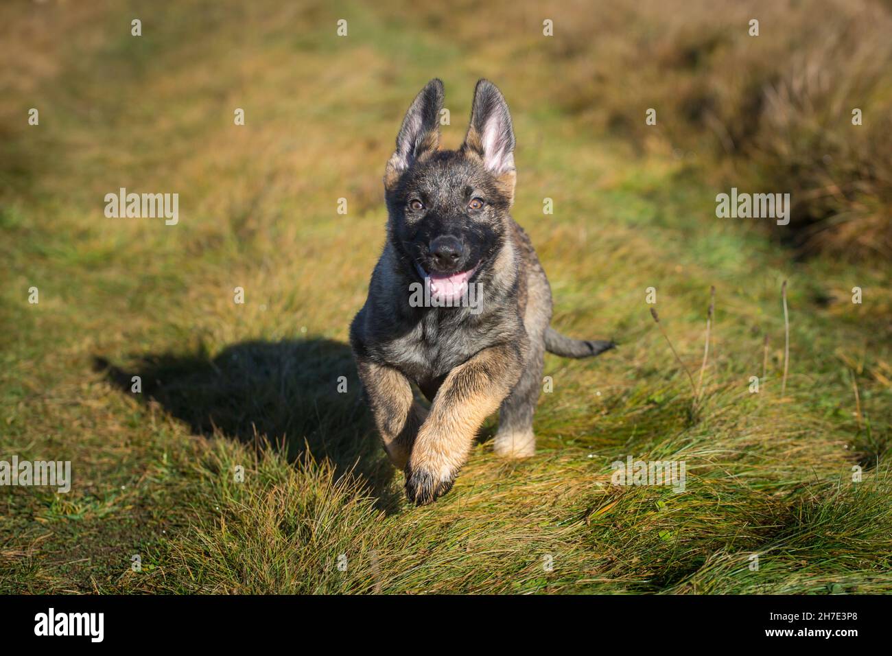 Deutscher Schäferhund Welpe (elsässisch) Stockfoto