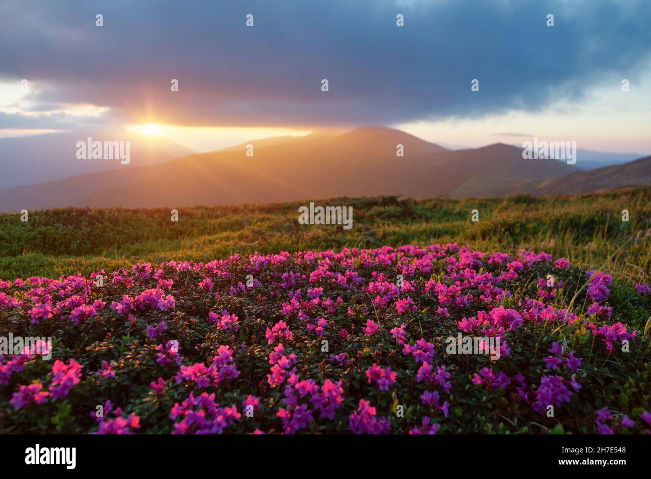 Rhododendron blüht auf den hohen wilden Bergen. Sonnenaufgang mit schönem Himmel und Wolken am Frühlingsmorgen. Ort Karpaten, Ukraine, E Stockfoto