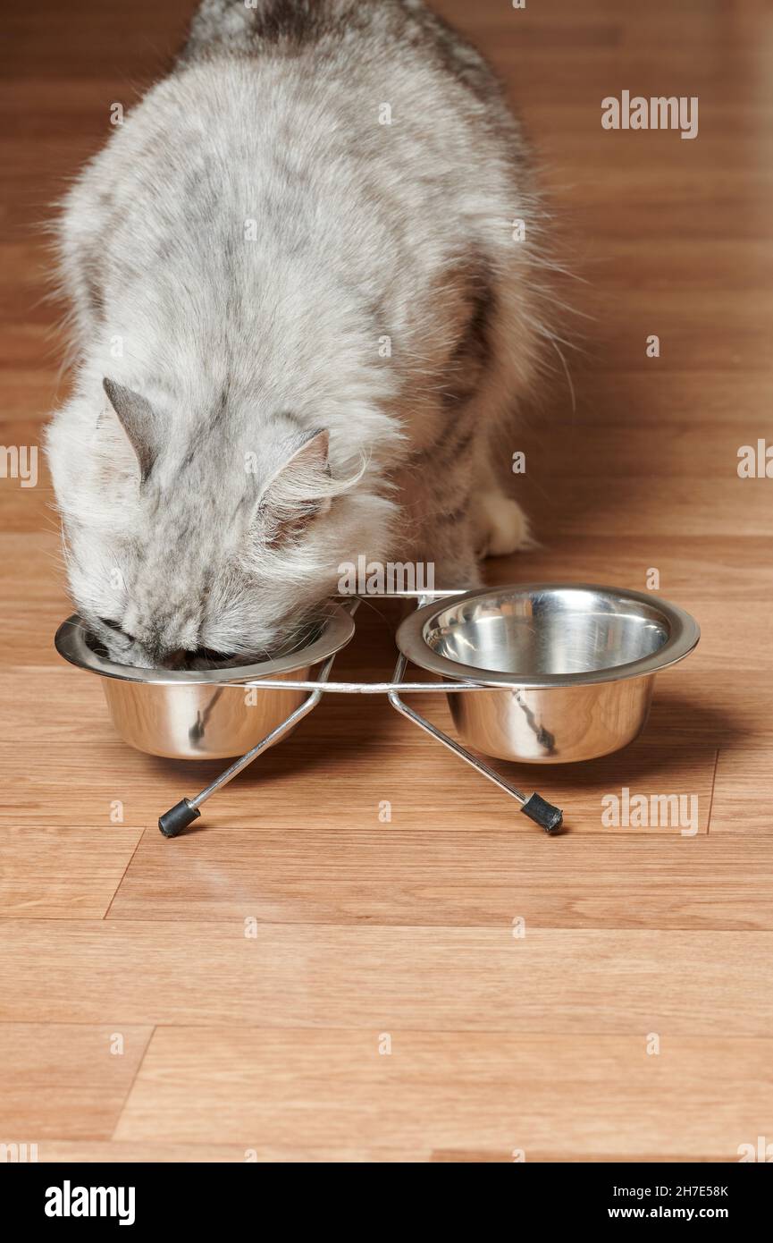 Fütterung Heim Haustier Katze Thema auf Holzhausboden Stockfoto
