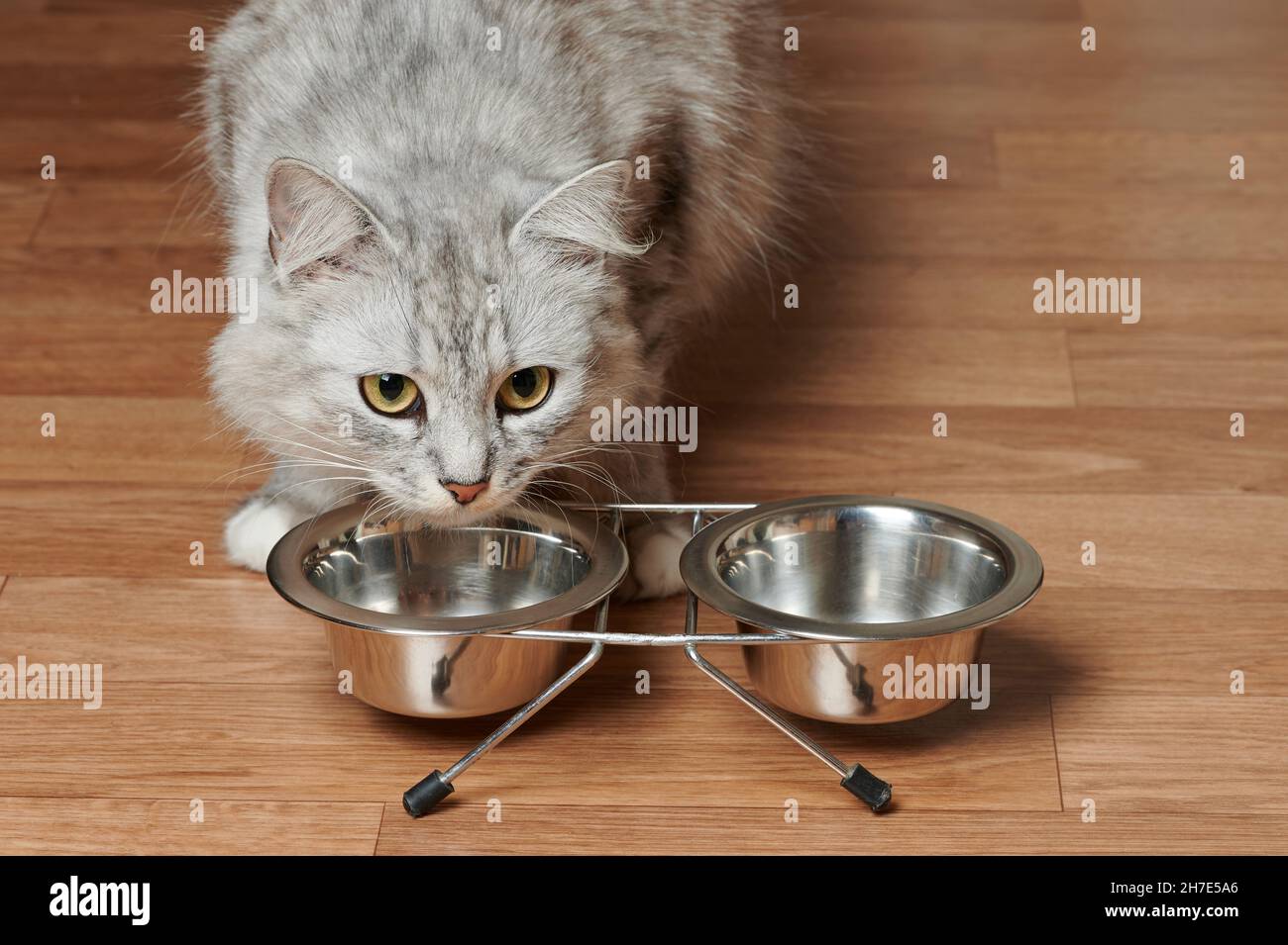 Graue Katzen essen aus Metallschüsseln auf Holzboden Stockfoto