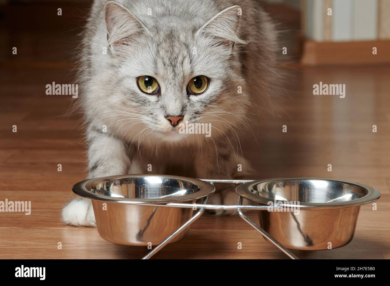 Flauschige graue Katze essen Nahrung aus Metallschüsseln im Hintergrund der Wohnung Stockfoto