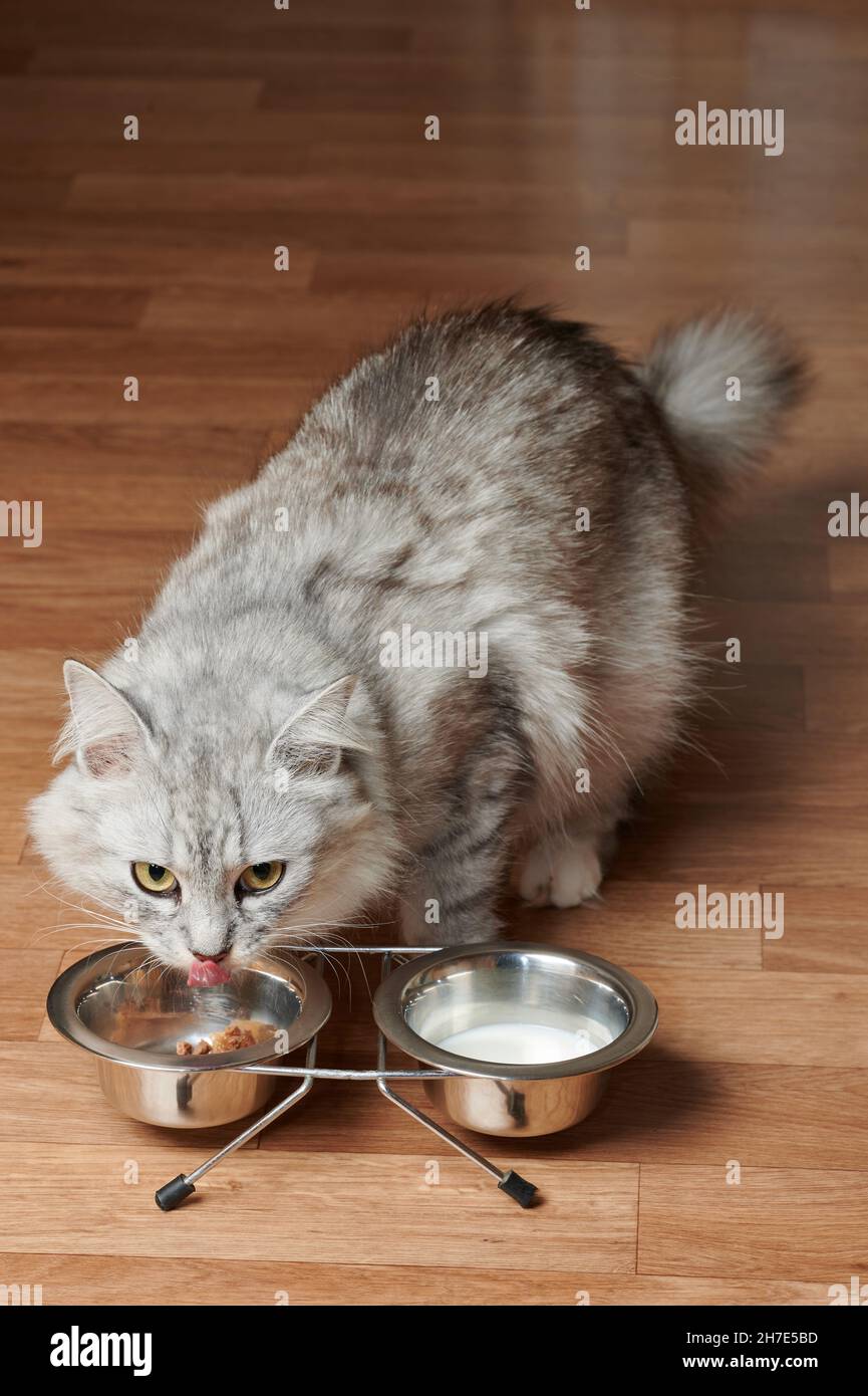 Glückliche Katze, die sein Essen aus Metallschüsseln in der heimischen Etage isst Stockfoto