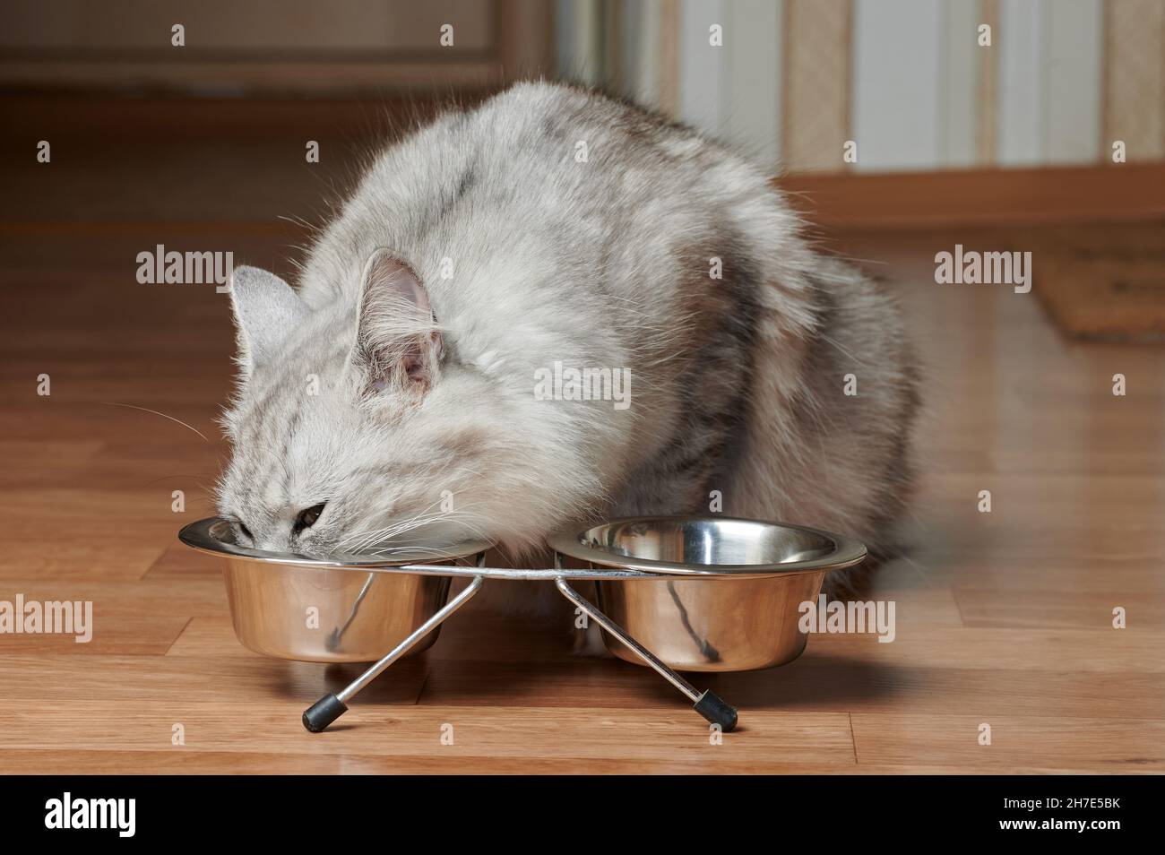 Thema „Fütterung von Katzen“. Graue Kitty trinken Milch aus Metall-Schüssel Stockfoto