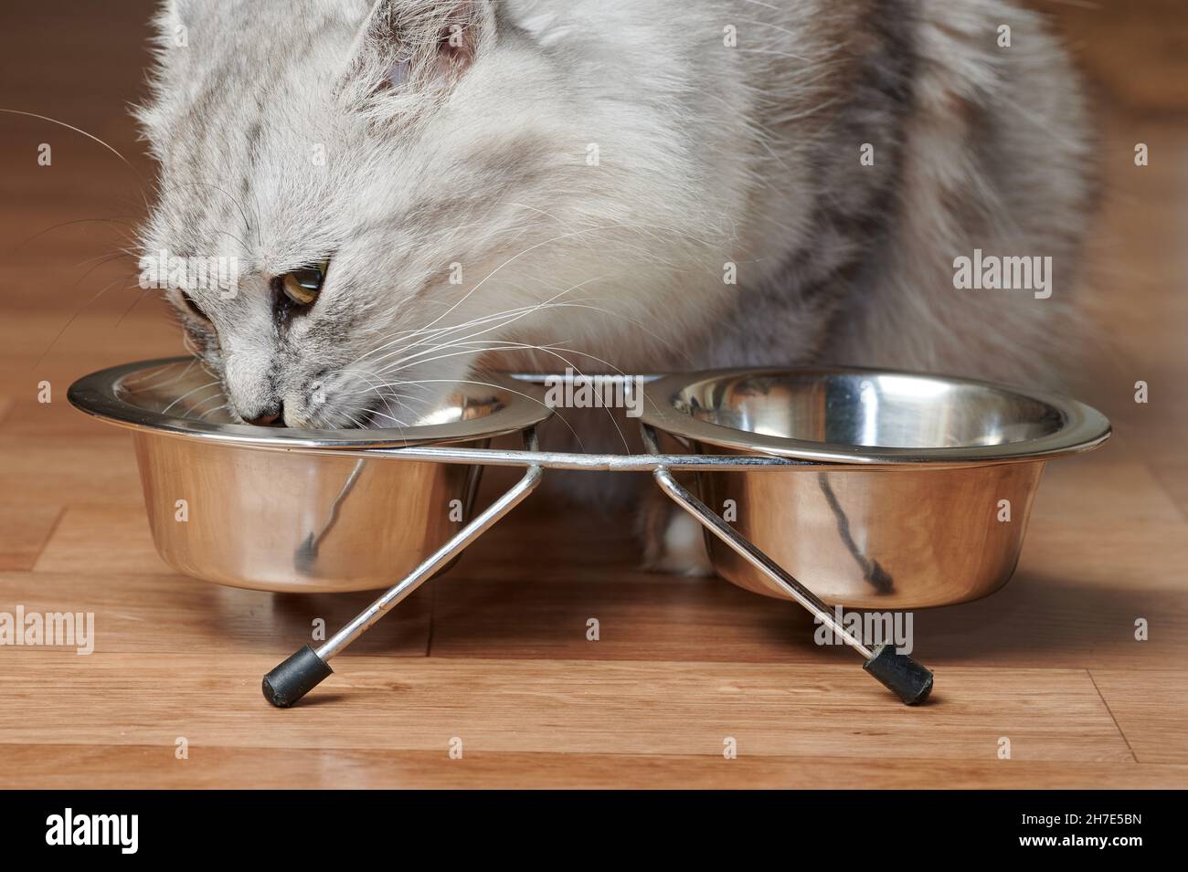 Graue Katze essen zu Hause auf Holzboden Nahaufnahme Stockfoto