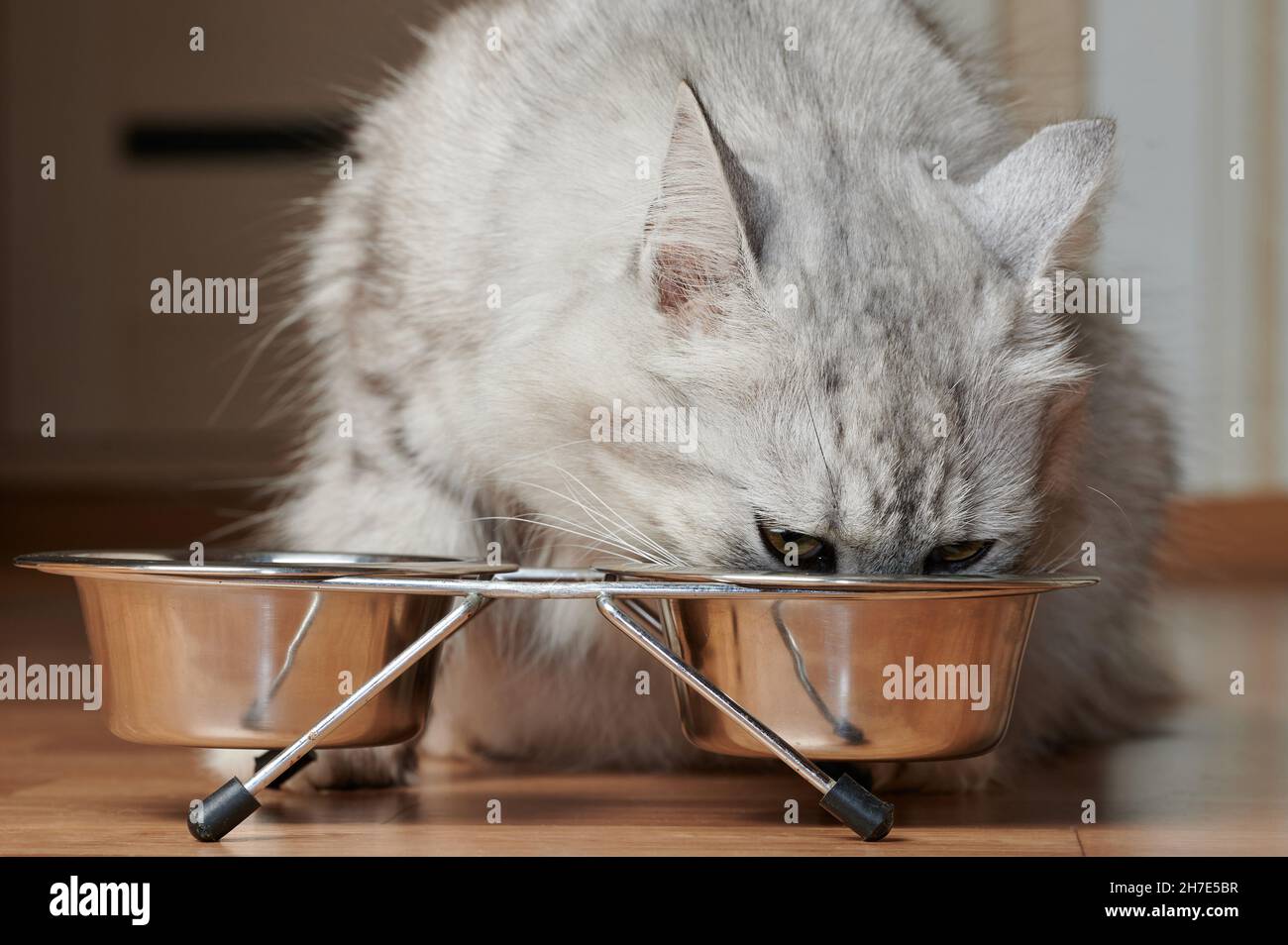 Graue Katze trinkt Milch von Metallplatte im Home Floor Stockfoto