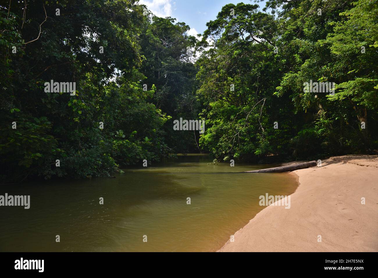 Ein 'Igarapé' (kleiner Fluss), der aus einem Amazonas-Regenwald stammt. Barcarena, Bundesstaat Pará, Brasilien. Stockfoto