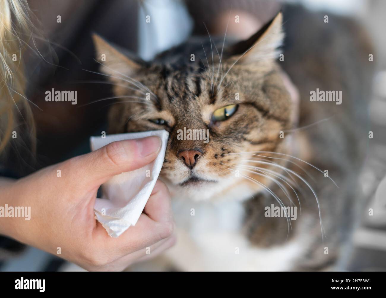 PET Health care.Female Hand sauber Katzenauge Stockfoto