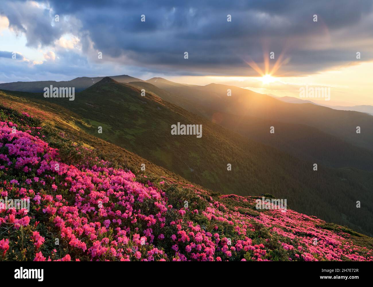 Rhododendron-Blüten blühen auf dem hohen wilden Berg. Wunderschöner Sonnenaufgang am Frühlingsmorgen. Naturlandschaft. Standort Karpaten, Ukraine, Stockfoto