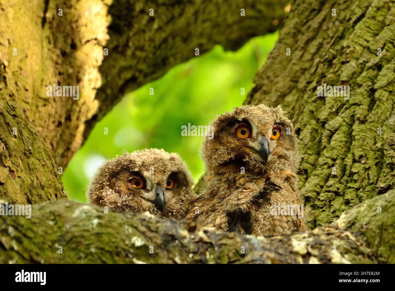 Uhu, Eurasischer Adlerkauz, Bubo bubo, Nestlinge auf Eiche, schmiegt sich an eine Eiche, Duvenstedter Brook, Hamburg, Deutschlan, Deutschland Stockfoto