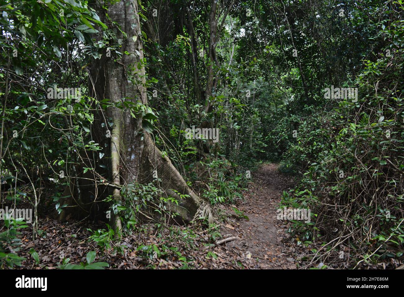Samauma-Baum (Ceiba pentandra) und ein Pfad im Amazonas-Regenwald. Barcarena, Pará Staat Brasilien Stockfoto